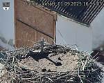 Capi_Dubne_20250901_165503.jpg