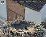 Capi_Dubne_20250901_183003.jpg