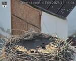 Capi_Dubne_20250901_183504.jpg