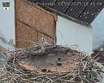 Capi_Dubne_20250901_184504.jpg