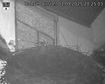 Capi_Dubne_20250901_202503.jpg