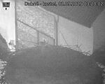 Capi_Dubne_20250902_032002.jpg