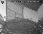 Capi_Dubne_20250902_060002.jpg