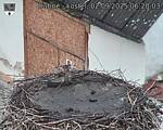 Capi_Dubne_20250902_062003.jpg