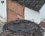 Capi_Dubne_20250902_062502.jpg