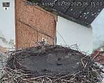 Capi_Dubne_20250902_063503.jpg