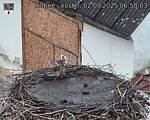 Capi_Dubne_20250902_065003.jpg