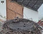Capi_Dubne_20250902_065502.jpg