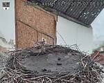 Capi_Dubne_20250902_070003.jpg