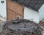 Capi_Dubne_20250902_072003.jpg