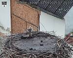 Capi_Dubne_20250902_072503.jpg
