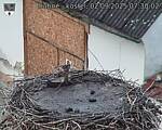 Capi_Dubne_20250902_073002.jpg