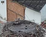 Capi_Dubne_20250902_080003.jpg