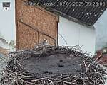 Capi_Dubne_20250902_092003.jpg