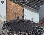 Capi_Dubne_20250902_130003.jpg