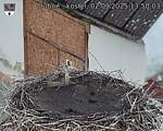 Capi_Dubne_20250902_135003.jpg