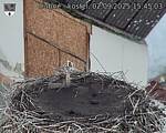 Capi_Dubne_20250902_154503.jpg