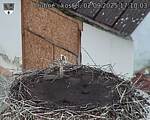 Capi_Dubne_20250902_171003.jpg