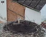 Capi_Dubne_20250902_172503.jpg
