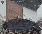 Capi_Dubne_20250903_072502.jpg