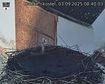Capi_Dubne_20250903_084003.jpg
