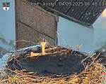 Capi_Dubne_20250904_064003.jpg