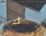 Capi_Dubne_20250904_064503.jpg