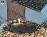 Capi_Dubne_20250904_065002.jpg