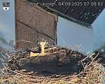 Capi_Dubne_20250904_070002.jpg