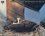 Capi_Dubne_20250904_070503.jpg