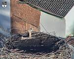Capi_Dubne_20250904_071502.jpg