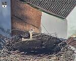 Capi_Dubne_20250904_072003.jpg