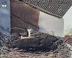 Capi_Dubne_20250904_072503.jpg