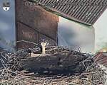 Capi_Dubne_20250904_073003.jpg