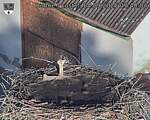 Capi_Dubne_20250904_074004.jpg