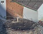 Capi_Dubne_20250904_075502.jpg