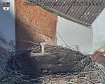 Capi_Dubne_20250904_080004.jpg