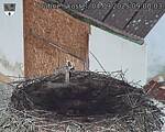 Capi_Dubne_20250904_090003.jpg