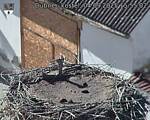 Capi_Dubne_20250904_155502.jpg