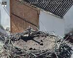 Capi_Dubne_20250904_162502.jpg