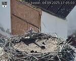 Capi_Dubne_20250904_170503.jpg
