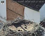 Capi_Dubne_20250904_175003.jpg
