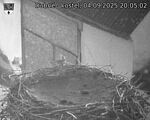 Capi_Dubne_20250904_200502.jpg