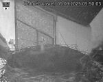 Capi_Dubne_20250905_055003.jpg