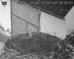Capi_Dubne_20250905_060003.jpg