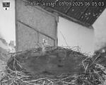 Capi_Dubne_20250905_060503.jpg
