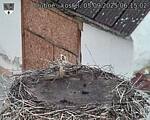 Capi_Dubne_20250905_061502.jpg