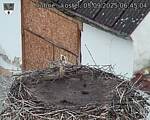 Capi_Dubne_20250905_064504.jpg