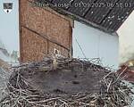 Capi_Dubne_20250905_065003.jpg
