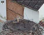 Capi_Dubne_20250905_070003.jpg
